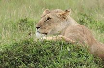 4 Days Enthralling Safaris in Kenya-lake Nakuru Masai Mara