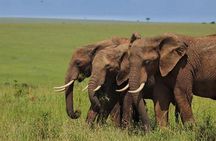 4 Days Enthralling Safaris in Kenya-lake Nakuru Masai Mara