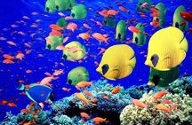 Red Sea Snorkeling Hurgada 