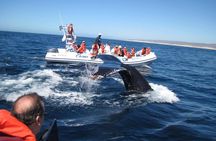 Zodiac Whale-Watching Adventure in Los Cabos