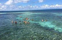 Whales Watching Half Day Experience