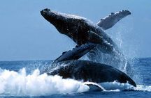 Whales Watching Half Day Experience