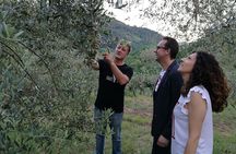 Olive Oil tour with Tuscan dinner