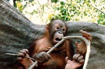 Sepilok Orang Utan & Bornean Sun Bear Centre with Sandakan City Tour with Lunch