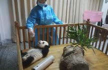 Giant Panda and Buddha 1 day tour