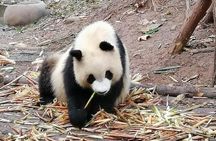 Giant Panda and Buddha 1 day tour