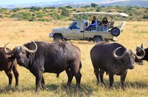 4 Day Garden Route Meander Safari Tour with Private Transfers