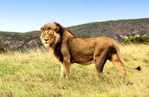2 Day South African Wildlife Tour with 4x4 Safari from Cape Town