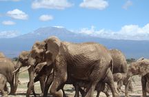 3 days, 2 nights safari to Amboseli National park from Nairobi