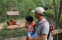 Half-Day Chengdu Panda Research Base Private Tour