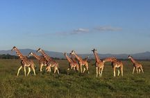 7 days Group Safari Masai Mara Lake Nakuru Hells gate & Amboseli