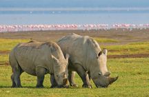 7 days Group Safari Masai Mara Lake Nakuru Hells gate & Amboseli