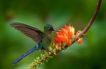 Birdwatching day at Chicaque Cloud Forest.