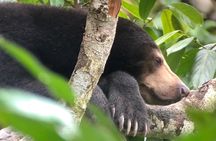 Sepilok Orang Utan & Bornean Sun Bear Centre with Sandakan City Tour with Lunch