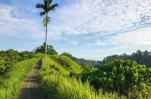 Ubud Countryside Tour: Campuhan Ridge Walk and Rice Terrace