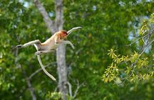 Labuk Proboscis, Sepilok, Sun Bear, Sandakan City Tour & Lunch
