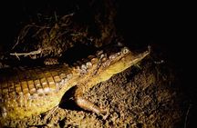 Alligators Night Watch