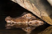 Alligators Night Watch