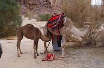 Petra & Wadi Rum - One day tour