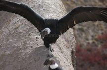 Antisana Volcano Private Tour - Adventure & Condors Watching 