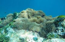 Similan Islands Day Trip by Speedboat From Phuket