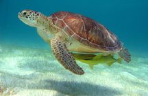 Sea Turtle and Cenote Snorkeling Tour