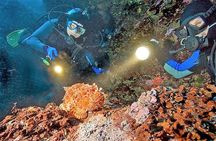 Aruba 1-Tank Night Dive for Certified Divers with Own Equipment