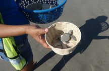 Afro-Mex Village Experience -Horseback Ride -Turtle Hatch & Crocs