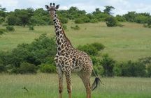 5 Days Safari Experience, 2 Nights Amboseli and 2 Nights Maasai Mara