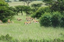 5 Days Rhino Safari, 1 Night Olpajeta, 1 Night Lake Nakuru, 2 Nights Maasai Mara