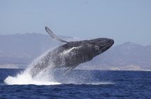 Whale Watching on 2 Level Big Boat with Breakfast and Drinks INCLUDED