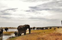 chobe Day trip