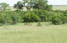 Tsavo And Amboseli National Park 3 days safari