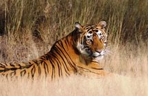 1 Day: Ranthambore Safari From Jaipur With Transfer To Agra