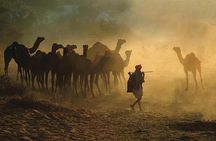 Exclusive: Guided Pushkar Day Trip from Jaipur