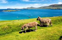 Private tour of Dingle and Slea Head with accredited guide