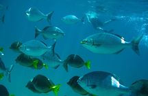 Los Cabos Snorkeling Tour to Chileno Bay and Santa Maria Cove