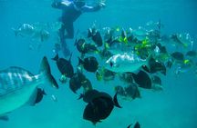 Los Cabos Snorkeling Tour to Chileno Bay and Santa Maria Cove
