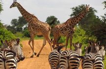 Nairobi National Park Half-Day Tour; Free Wi-Fi connection