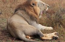 Nairobi National Park, Sheldrick Elephant, Giraffe Centre Tour