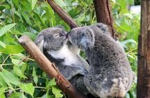 Classic Kuranda by Skyrail and Scenic Railway, Rainforestation & lunch. CKB