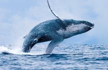 From Maalaea: Whale Watching Tour Aboard the Quicksilver