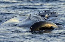 Whale watching-Magic Skjervoy