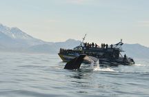 Kaikoura Whale Watch Day Tour from Christchurch including Coastal Pacific Train