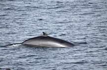 Whale Watching Tour with Professional Guide from Reykjavik
