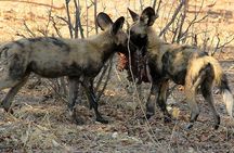 From Victoria Falls to Chobe Day Game Safari