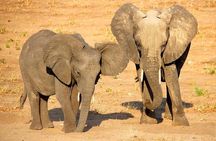 From Victoria Falls to Chobe Day Game Safari