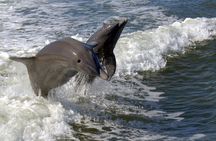 Everglades National Park Biologist Led Adventure: Cruise, Hike + Airboat