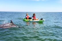 Small Group Dolphin Kayak Eco-Tour