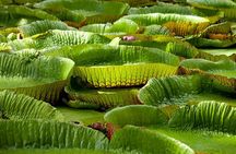Full Day North Private Guided Tour Mauritius: including lunch
